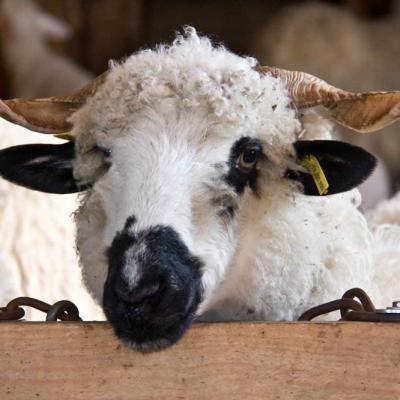 ferme avec peits animaux :  Brebis