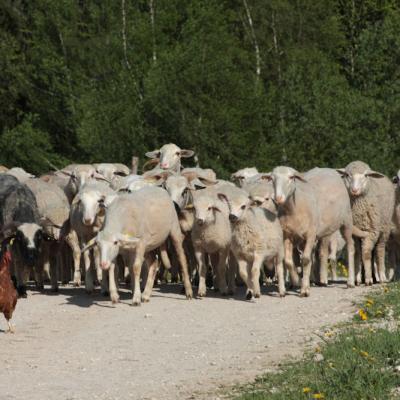 ferme transhumance