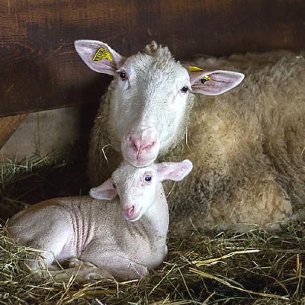 Naissances à la ferme