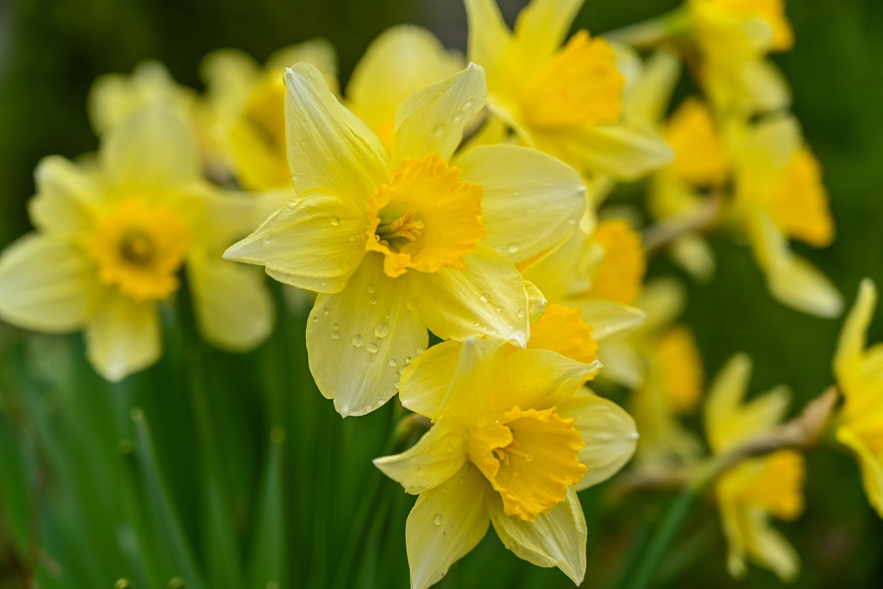 C'est le printemps...ou presque!